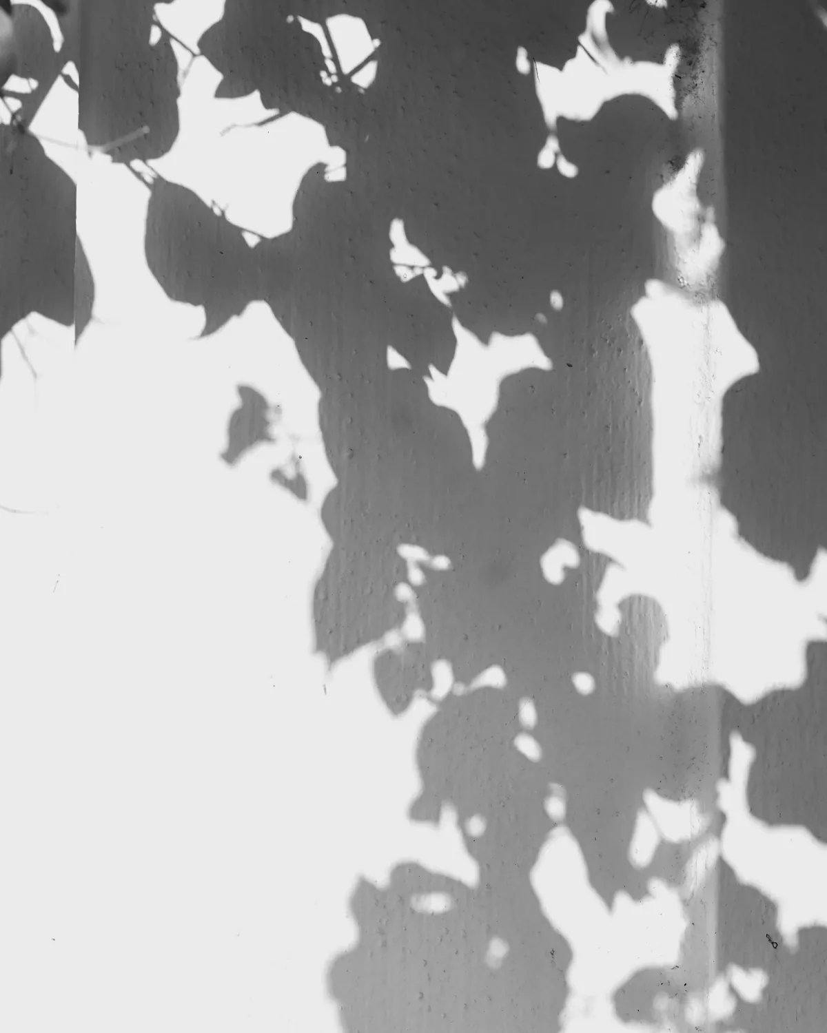Botanical shadows moving across a sunlit wall